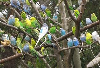 Budgies