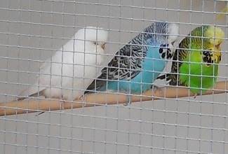 Budgies
