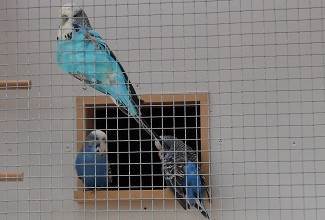 Budgies