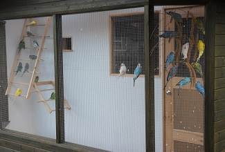 Budgies