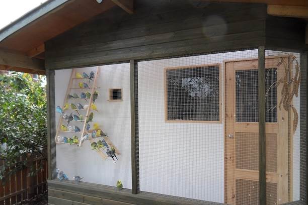 General information about keeping budgies as pets