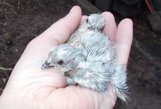 Chickens
