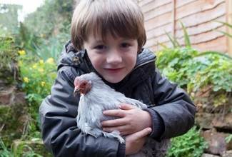 Chickens