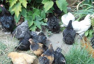 Chickens