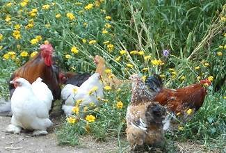 Chickens