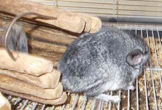 Chinchillas
