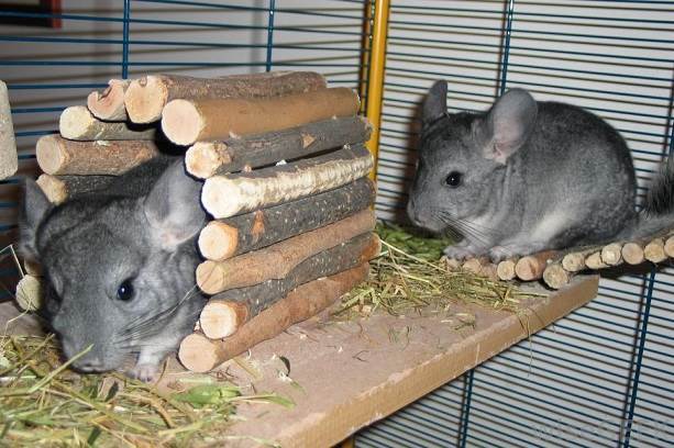 General information about keeping chinchillas as pets