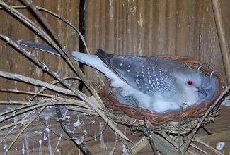 Doves