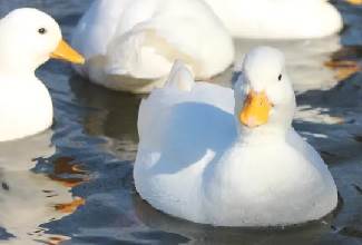 Pekin ducks are handsome birds that lay large white eggs and enjoy the chance to go for a swim regularly