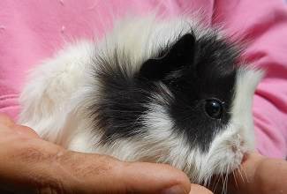 Guinea Pigs