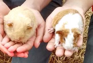 Guinea Pigs