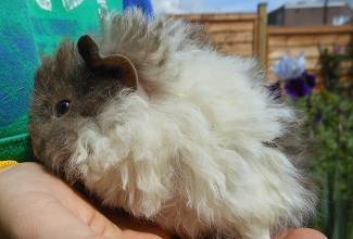Guinea Pigs