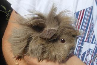 Guinea Pigs