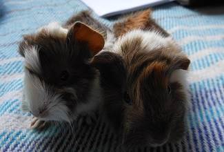 Guinea Pigs