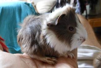 Guinea Pigs