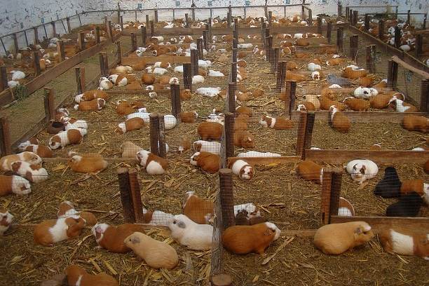 Guinea Pigs