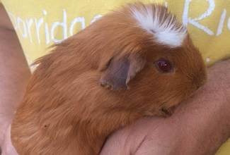 Guinea Pigs