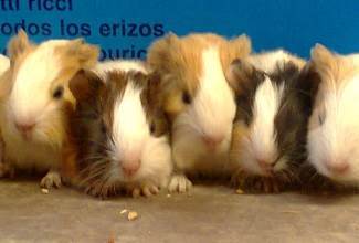 Guinea Pigs