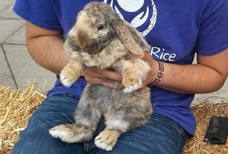 Rabbits