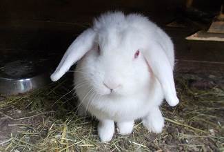 Rabbits