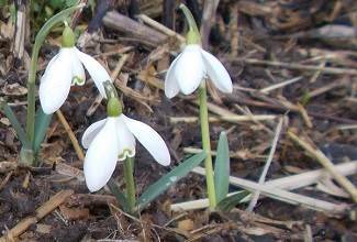 the white indigenous snowdrop blooms heralding the end of the winter months and the beginning of spring